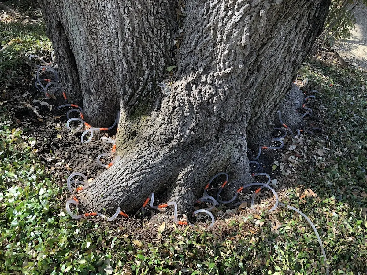 Detailed Tree Cabling and Bracing job site in Saratoga Springs